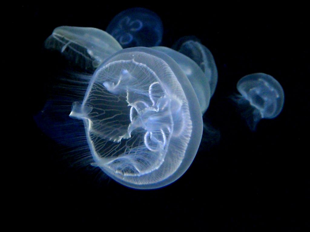 Jelly fish