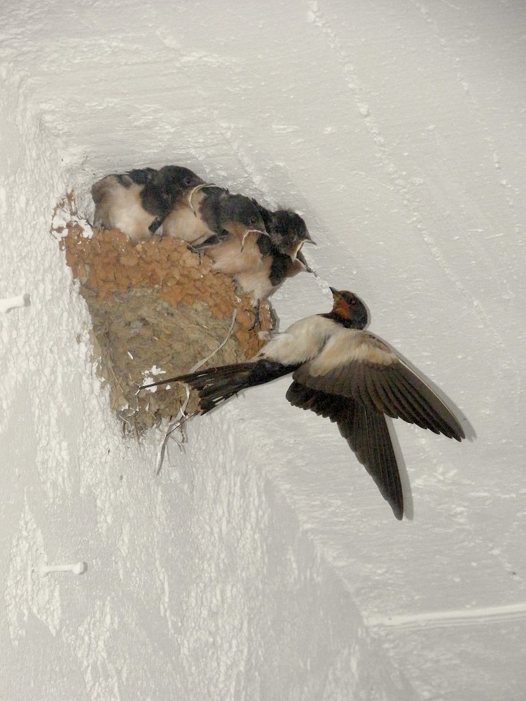 Swallows
