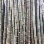 On Trees, People, and the Art of Simply Being