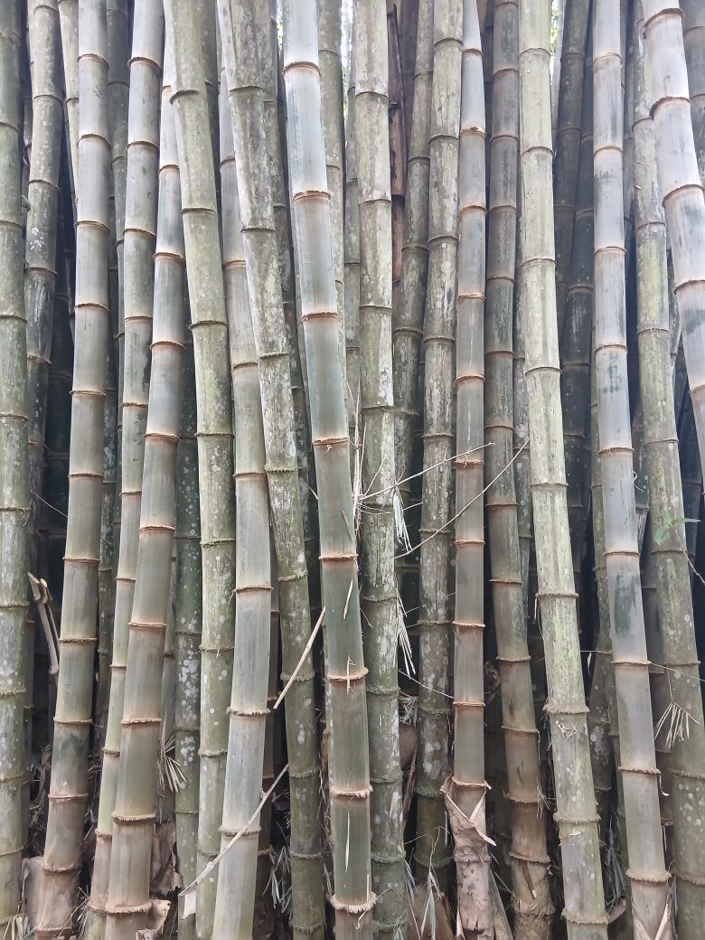 On Trees, People, and the Art of Simply Being